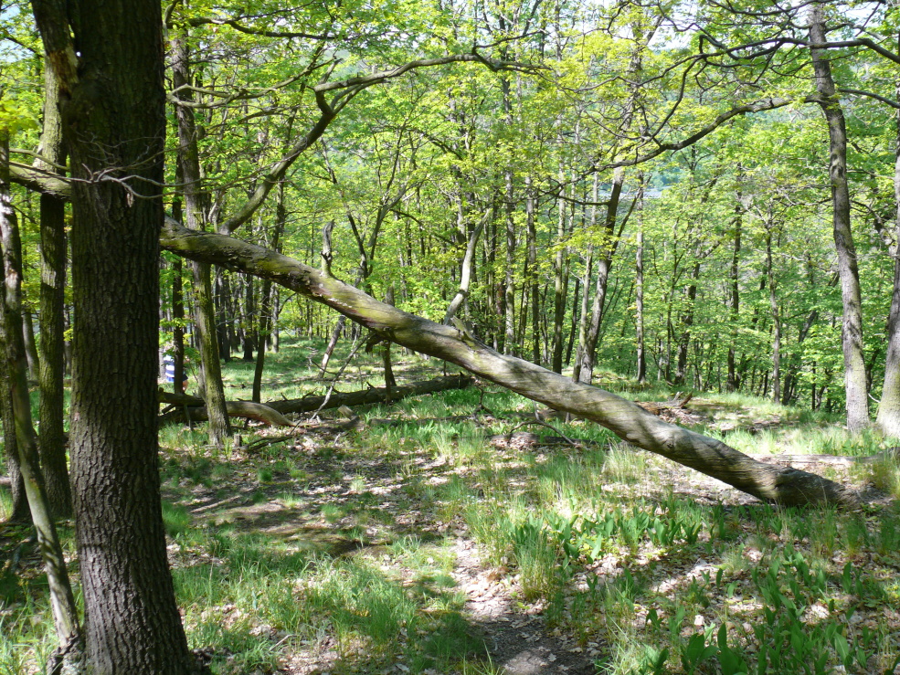 P1020167.jpg