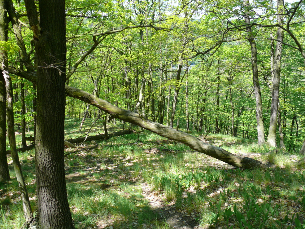 P1020168.jpg