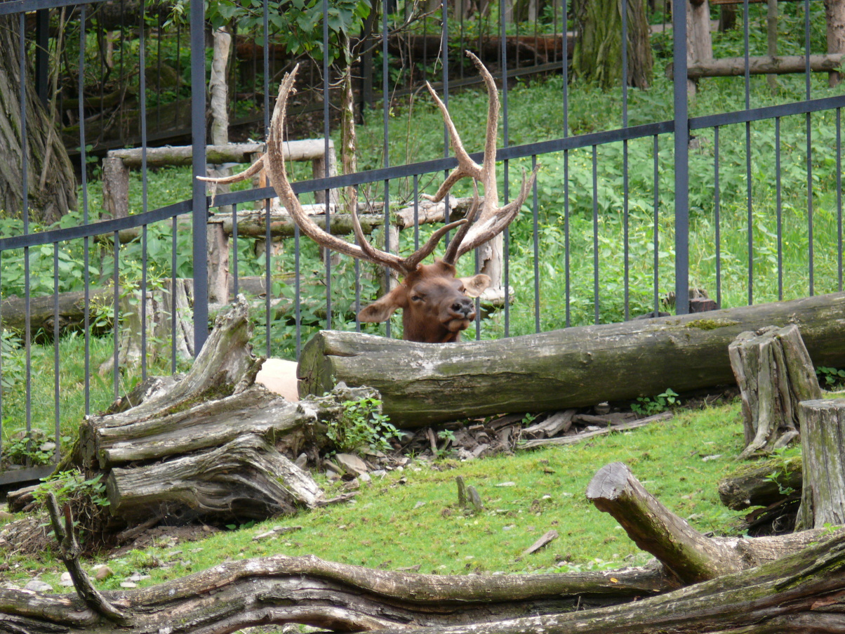 P1000942.jpg