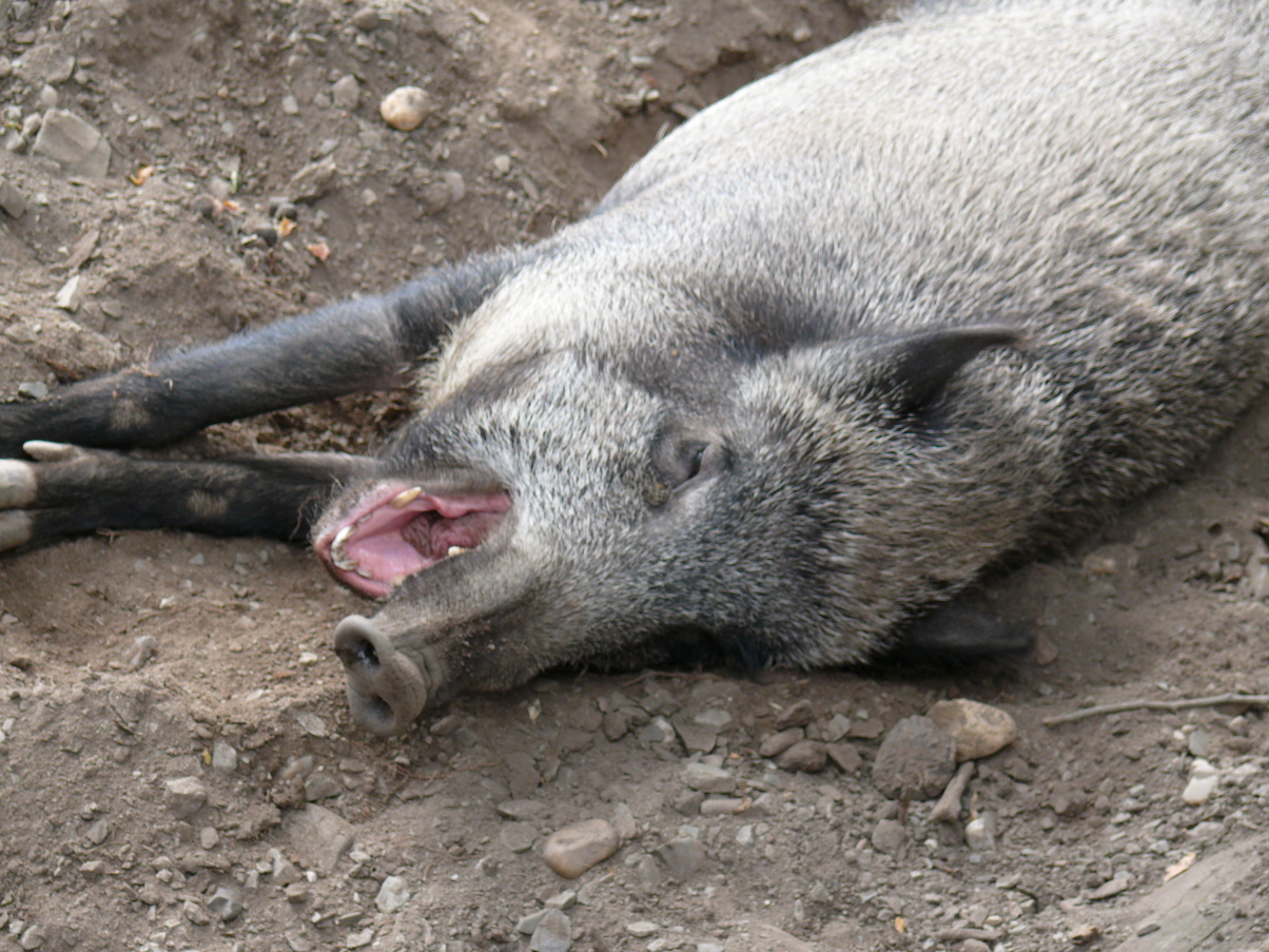 P1000945.jpg